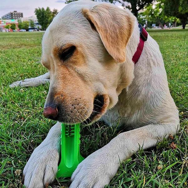Dog Brushing Stick: The Revolutionary Way to Clean Your Dog¡¯s Teeth (Vet Recommended)