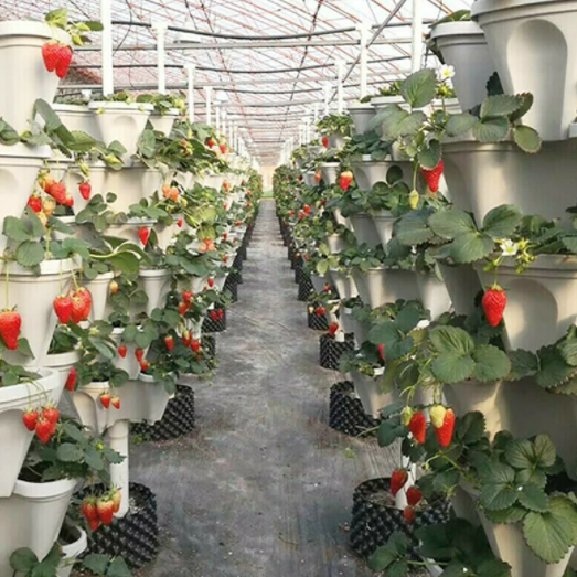 Stackable Gardening Tower(๐ 50% OFF + Buy 5 Free Shipping)