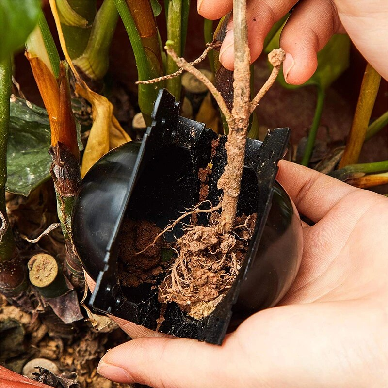 (đNew Year Big Sale - 50% OFF) -Plant Root Growing Box