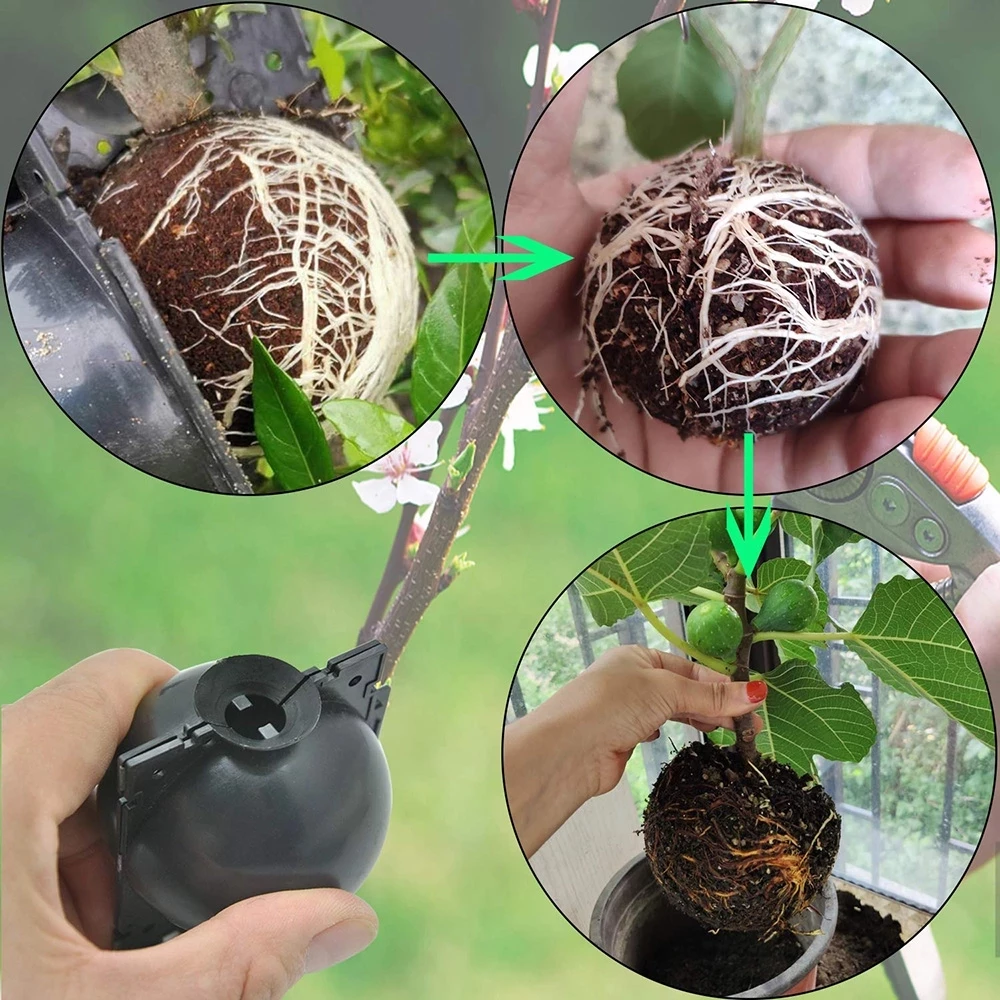(đNew Year Big Sale - 50% OFF) -Plant Root Growing Box