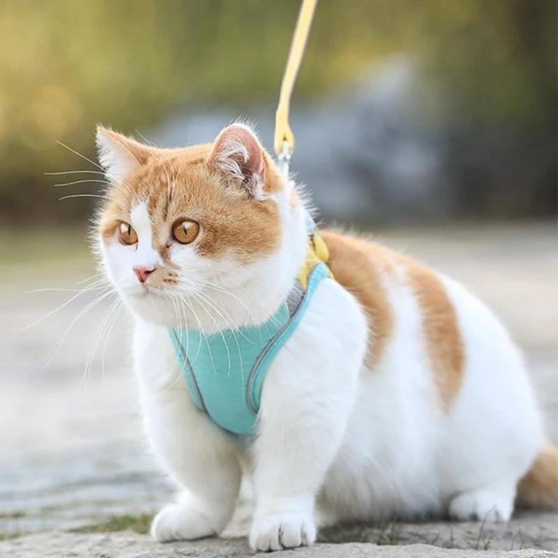 Cat Vest Harness and Leash Set- 🔥Semi-Annual Sale - 50% OFF !!!