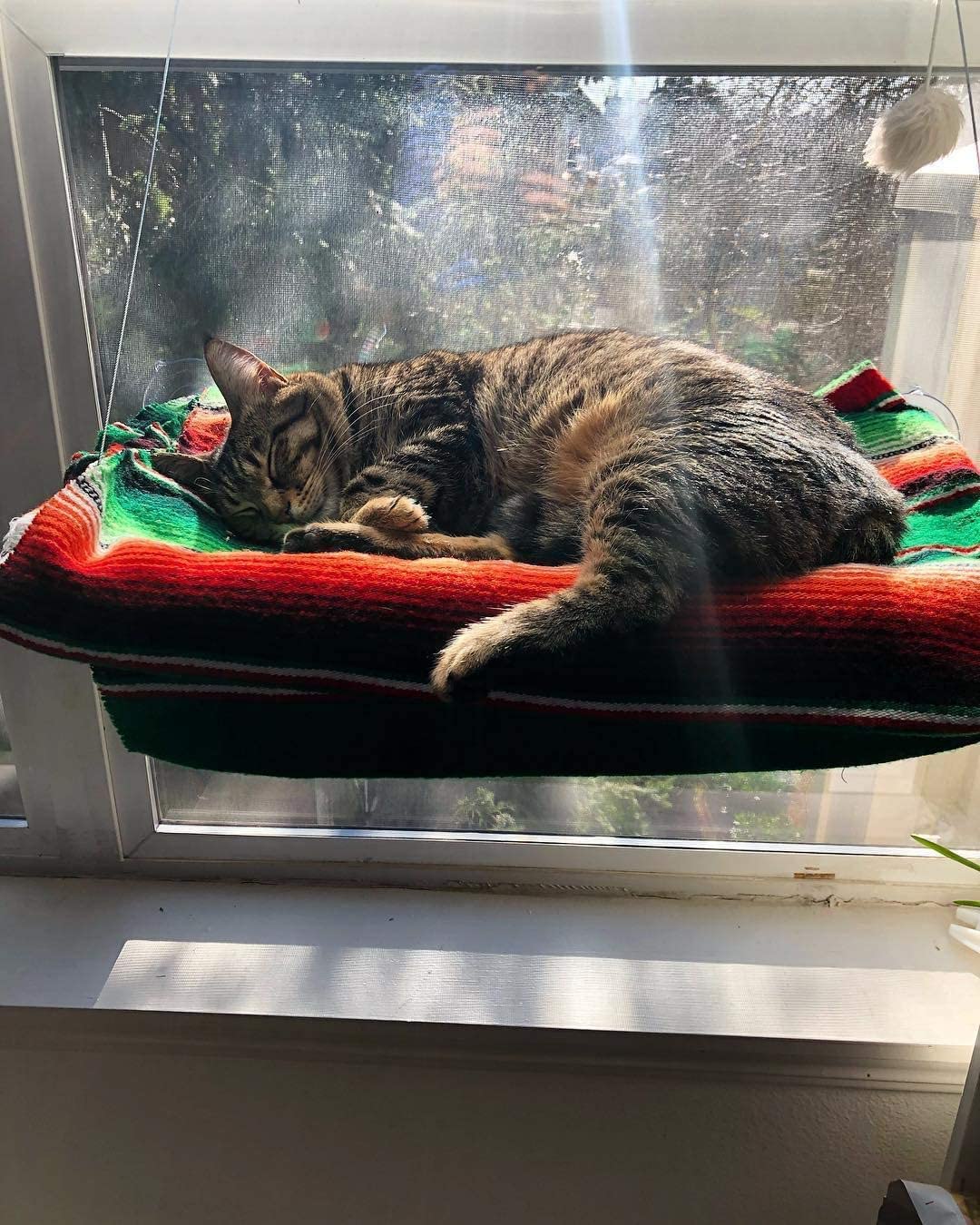 Window Mounted Cat Bed🐱Pet Holiday Sale - 50% Off